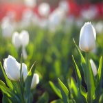 ---white-tulips-flower-17192