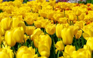 ---yellow-tulips-field-17283