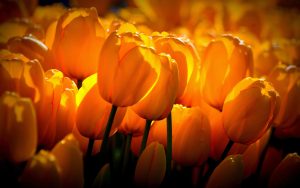 ---yellow-tulips-sunshine-17284