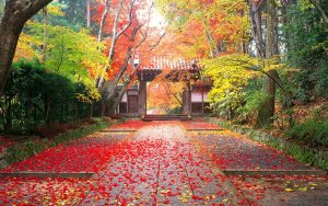 Colorful Autumn scene in Komyo-Ji