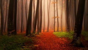 autumn-2560x1440-forest-foggy-misty-hd-3226