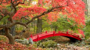autumn-2560x1440-maple-trees-japanese-garden-4k-3546