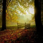 autumn-2560x1440-trees-dark-forest-sun-222