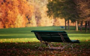 ---autumn-bench-meadow-6758