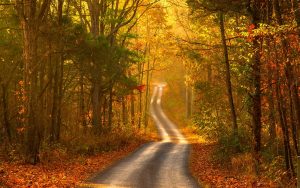 ---autumn-forest-road-scenery-6762