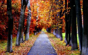 ---autumn-lane-6770