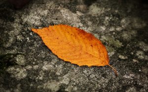 ---autumn-leaf-backgrounds-2271
