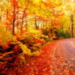 ---autumn-leaf-hd-image-13379