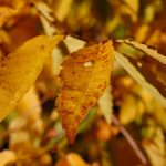 ---autumn-leaf-hd-wallpapers-6771