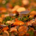 ---autumn-leaves-6781