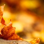 ---autumn-leaves-background-6775