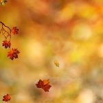 ---autumn-leaves-falling-13380