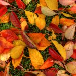 ---autumn-leaves-ground--6776
