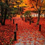 ---autumn-leaves-wallpapers-13383