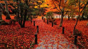 ---autumn-leaves-wallpapers-13383
