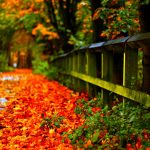 ---autumn-leaves-wallpapers-2274