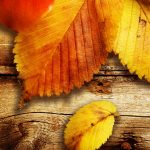---autumn-leaves-wallpapers-2276