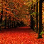 ---autumn-leaves-wallpapers-2277