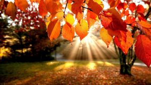 ---autumn-leaves-wallpapers-2278