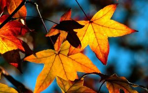 ---autumn-leaves-wallpapers-2281