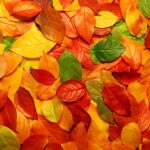 ---autumn-leaves-wallpapers-2283
