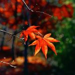 ---autumn-leaves-wallpapers-2285
