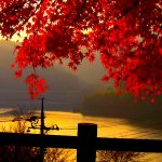 ---autumn-leaves-wallpapers-2287