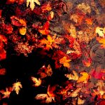 ---autumn-leaves-wallpapers-2289