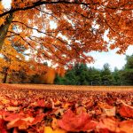 ---autumn-maple-leaves-2290