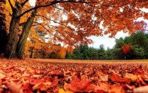 ---autumn-maple-leaves-2290