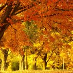 ---autumn-park--13387