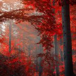 ---autumn-red-forest-13390