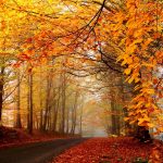 ---autumn-road-6785