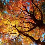 ---autumn-tree-6788