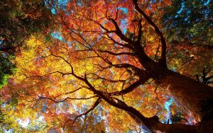 ---autumn-tree-6788