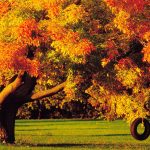 ---autumn-tree-swing-2295