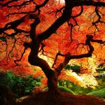 ---autumn-tree-wallpaper-6787