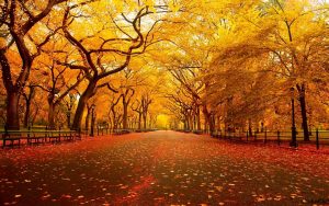 ---autumn-wallpapers-708