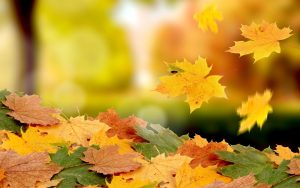 ---beautiful-autumn-leaves-wallpaper-7018