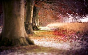 Beech trees in row with snow and autumn leaves on ground, U