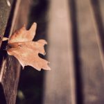 ---bench-leaf-autumn-7210