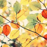 ---colorful-autumn-leaves-nature-7842