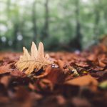 ---forest-leaves-fallen-fall-leaf-oak-autumn-nature-8889