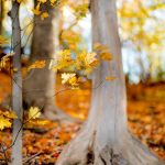 ---forest-trees-branches-leaves-yellow-nature-fall-autumn-8907