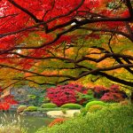 ---japanese-garen-autumn-327