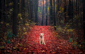 labrador-retriever-2560x1638-autumn-foliage-forest-hd-3482