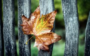 ---leaf-fence-autumn-10093