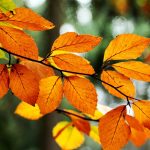 ---leaves-orange-yellow-branch-tree-fall-autumn-nature-10102
