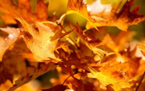 ---leaves-yellow-autumn-nature-branches-10105