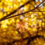 ---macro-leaf-leaves-yellow-autumn-branches-10355